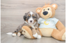 Mini Bernedoodle Puppy for Adoption