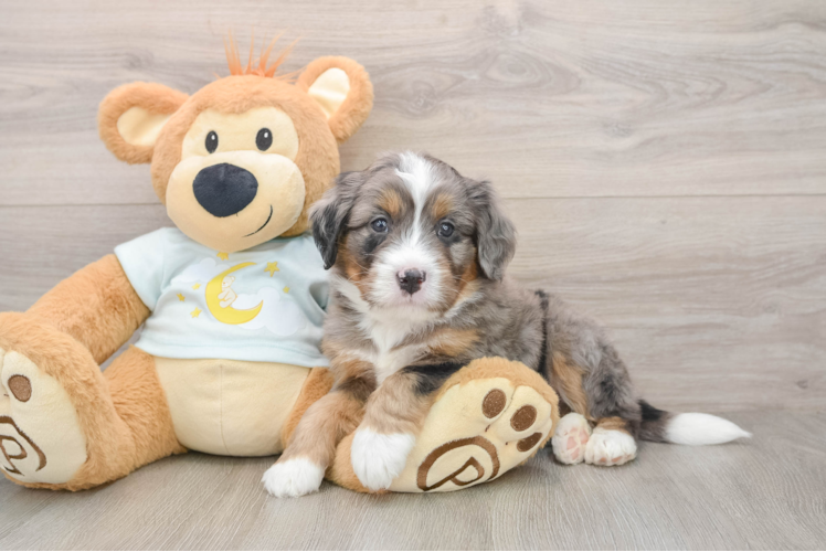 Small Mini Bernedoodle Baby