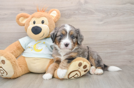 Small Mini Bernedoodle Baby