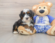 6 week old Mini Bernedoodle Puppy For Sale - Premier Pups