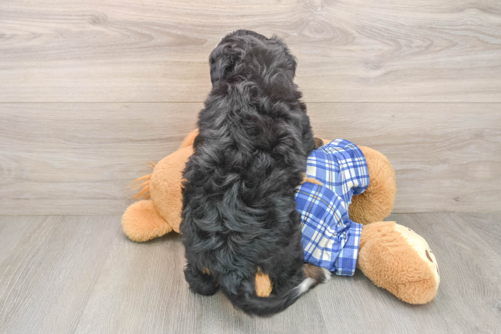 Best Mini Bernedoodle Baby