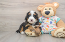 Hypoallergenic Mini Bernesepoo Poodle Mix Puppy
