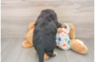 Small Mini Bernedoodle Baby