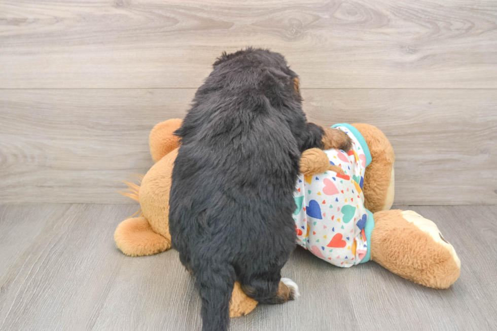 Small Mini Bernedoodle Baby