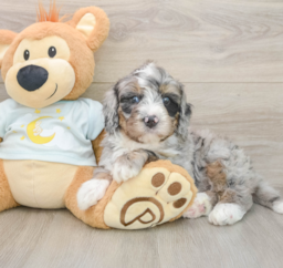 7 week old Mini Bernedoodle Puppy For Sale - Premier Pups