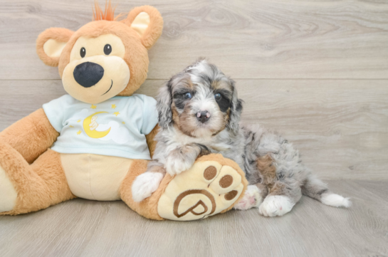 Cute Mini Bernedoodle Baby