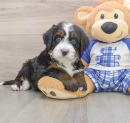 7 week old Mini Bernedoodle Puppy For Sale - Premier Pups