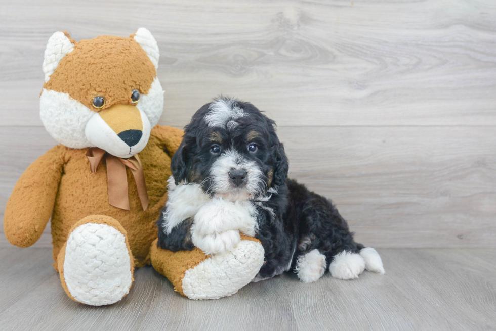 Cute Mini Bernedoodle Baby