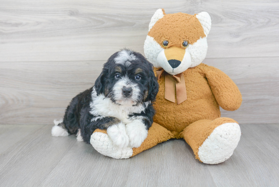 Mini Bernedoodle Puppy for Adoption