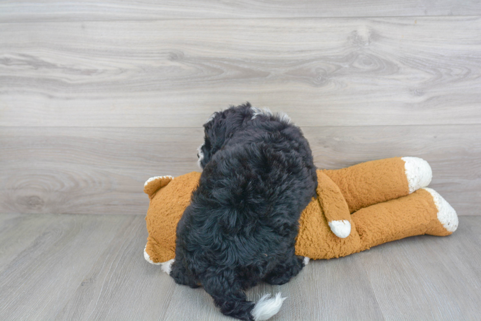 Mini Bernedoodle Pup Being Cute