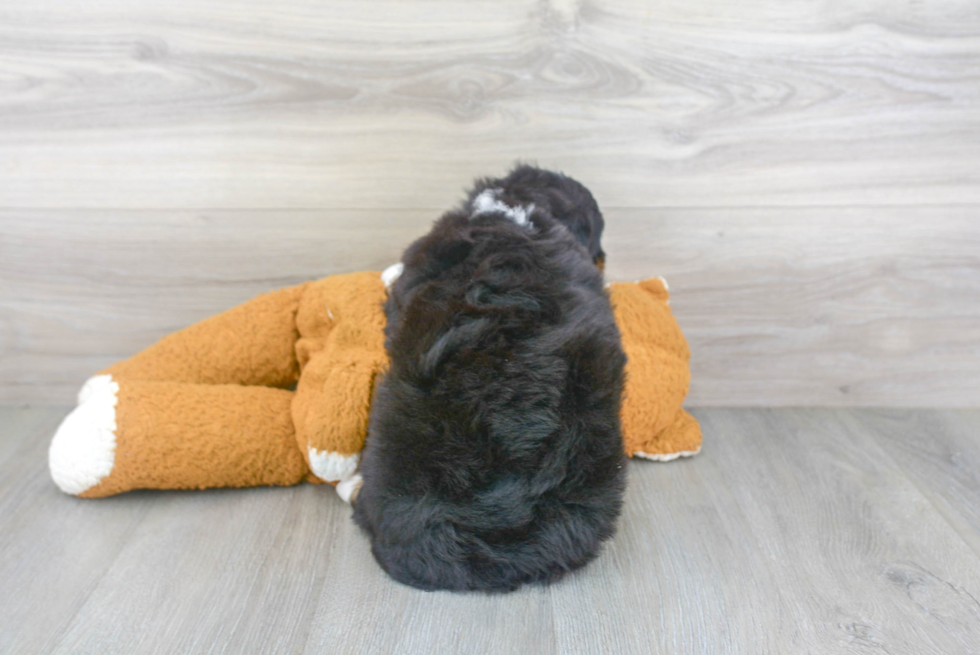 Happy Mini Bernedoodle Baby