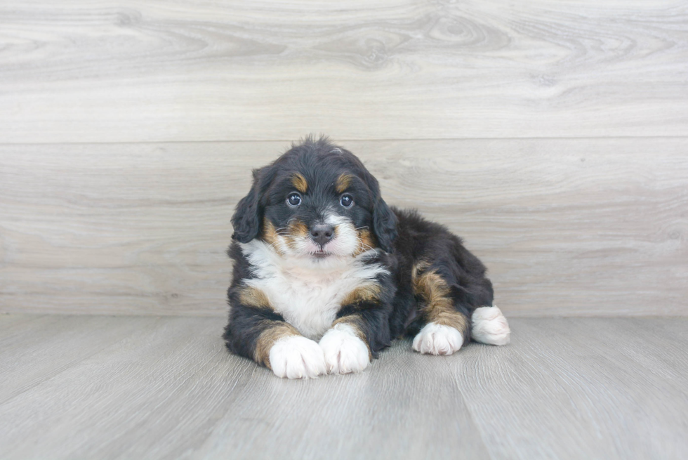 Petite Mini Bernedoodle Poodle Mix Pup