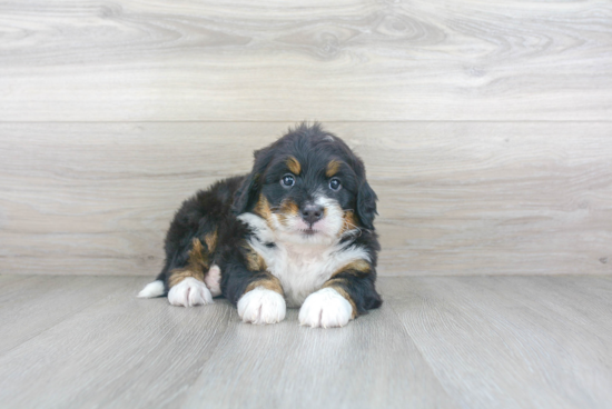 Mini Bernedoodle Puppy for Adoption