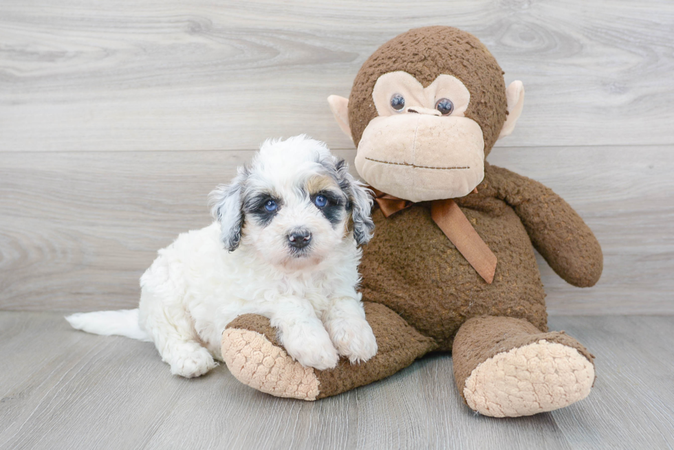 Friendly Mini Bernedoodle Baby