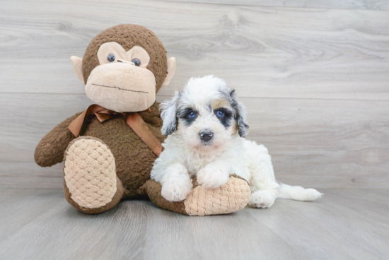 Sweet Mini Bernedoodle Baby