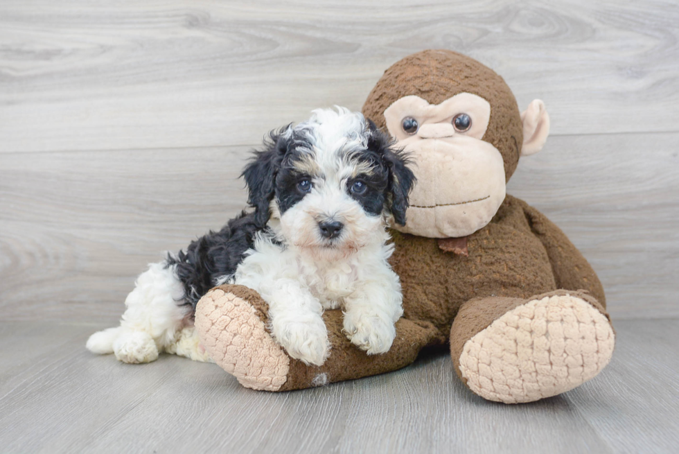 Mini Bernedoodle Pup Being Cute