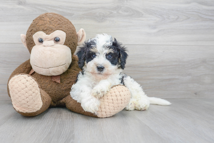 Mini Bernedoodle Puppy for Adoption