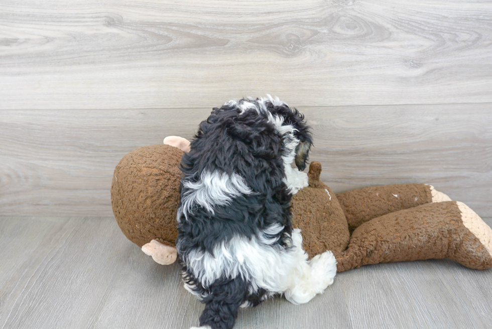 Mini Bernedoodle Pup Being Cute