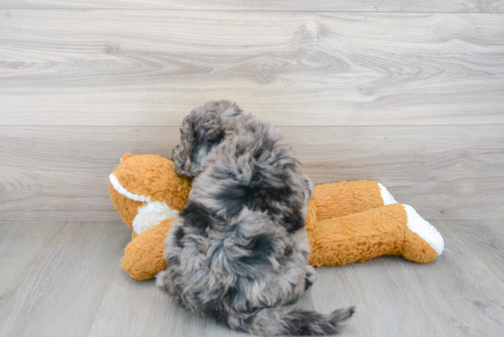 Mini Bernedoodle Puppy for Adoption