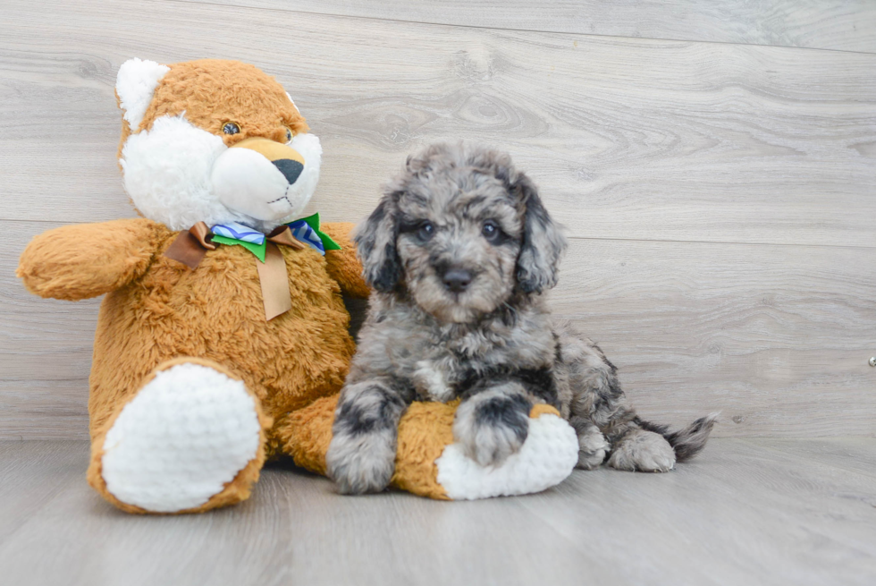 Popular Mini Bernedoodle Poodle Mix Pup