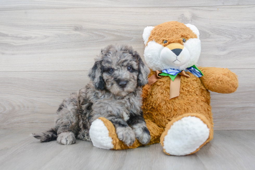 Cute Mini Bernedoodle Baby