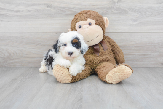 Popular Mini Bernedoodle Poodle Mix Pup