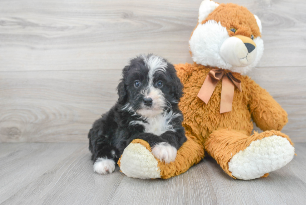 Mini Bernedoodle Puppy for Adoption