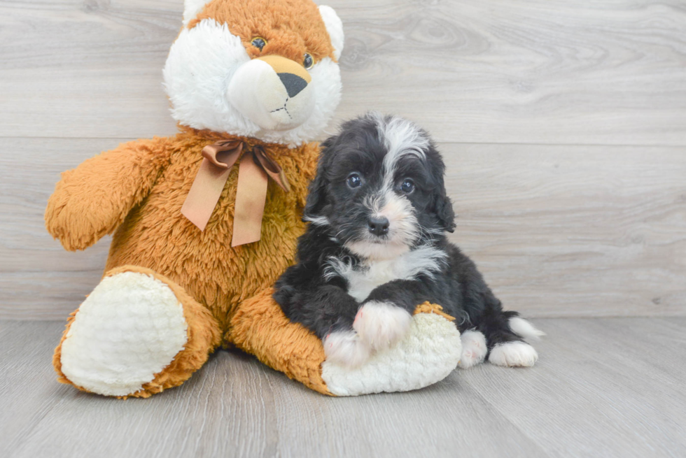 Mini Bernedoodle Puppy for Adoption