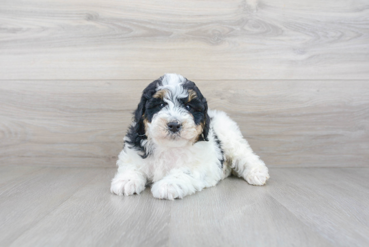 Mini Bernedoodle Puppy for Adoption