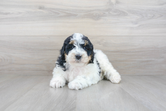 Mini Bernedoodle Puppy for Adoption