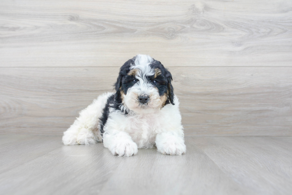 Little Bernadoodle Poodle Mix Puppy