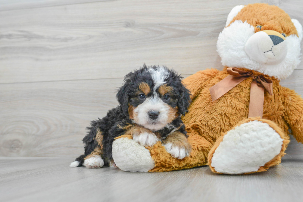 Energetic Mini Berniedoodle Poodle Mix Puppy