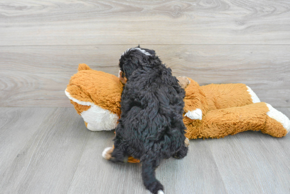 Mini Bernedoodle Puppy for Adoption