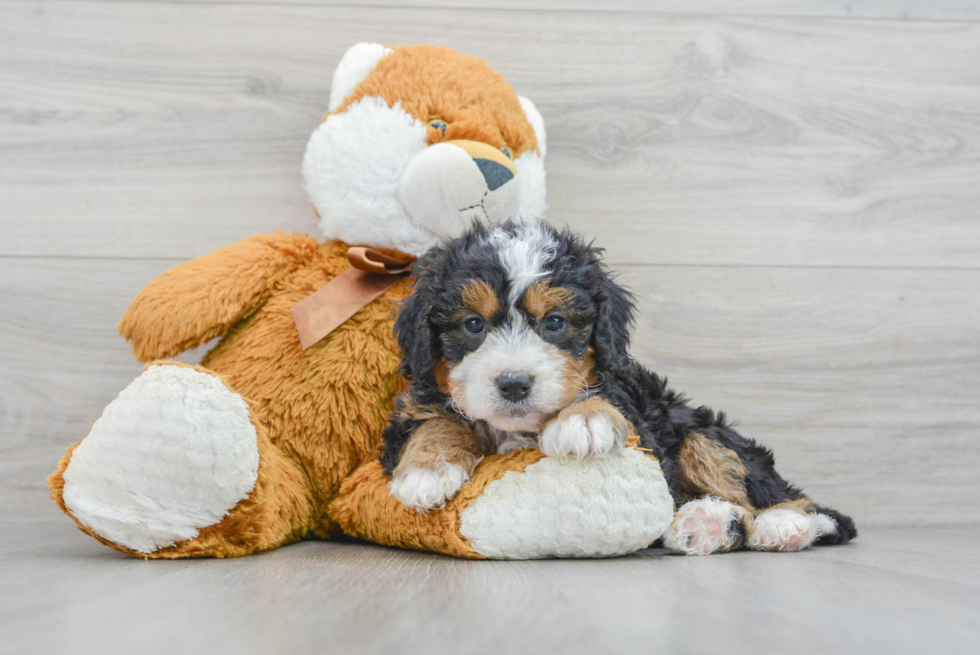 Mini Bernedoodle Pup Being Cute