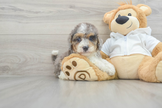 Best Mini Bernedoodle Baby