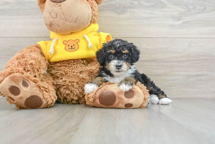 Little Mini Bernadoodle Poodle Mix Puppy