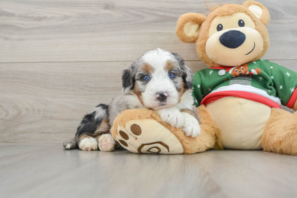 Happy Mini Bernedoodle Baby