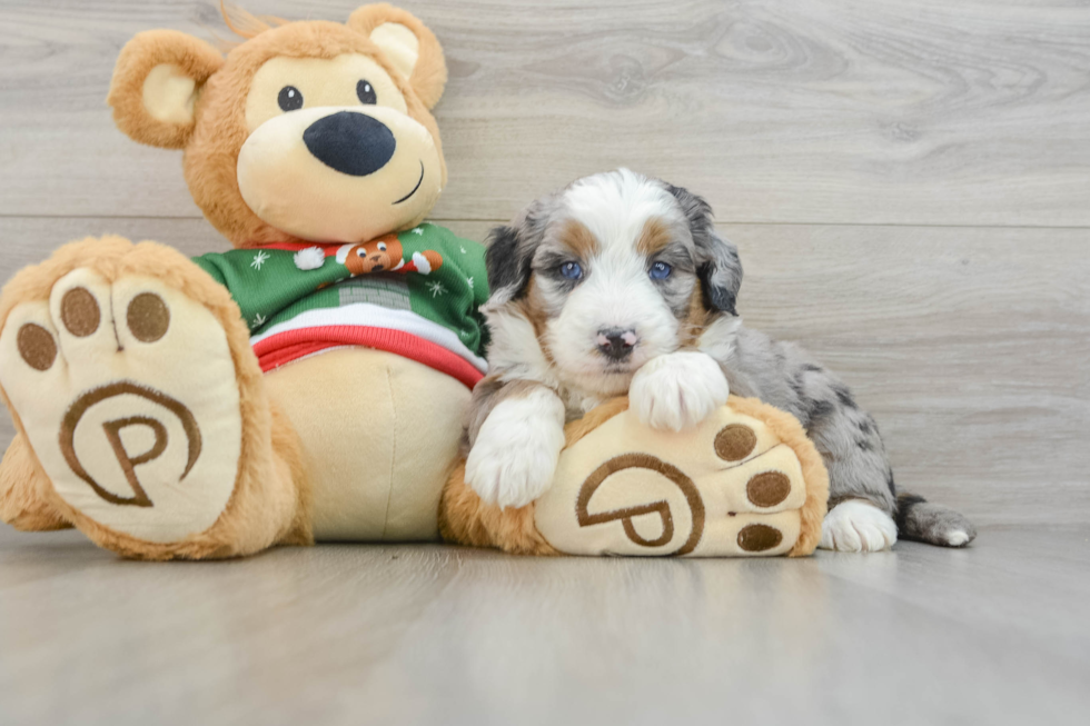 Mini Bernedoodle Puppy for Adoption