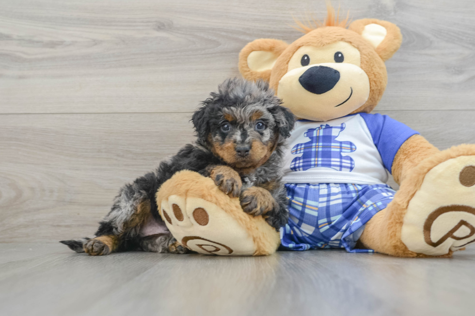 Smart Mini Bernedoodle Poodle Mix Pup