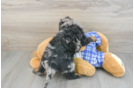 Best Mini Bernedoodle Baby