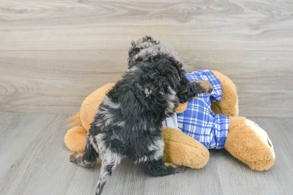 Best Mini Bernedoodle Baby