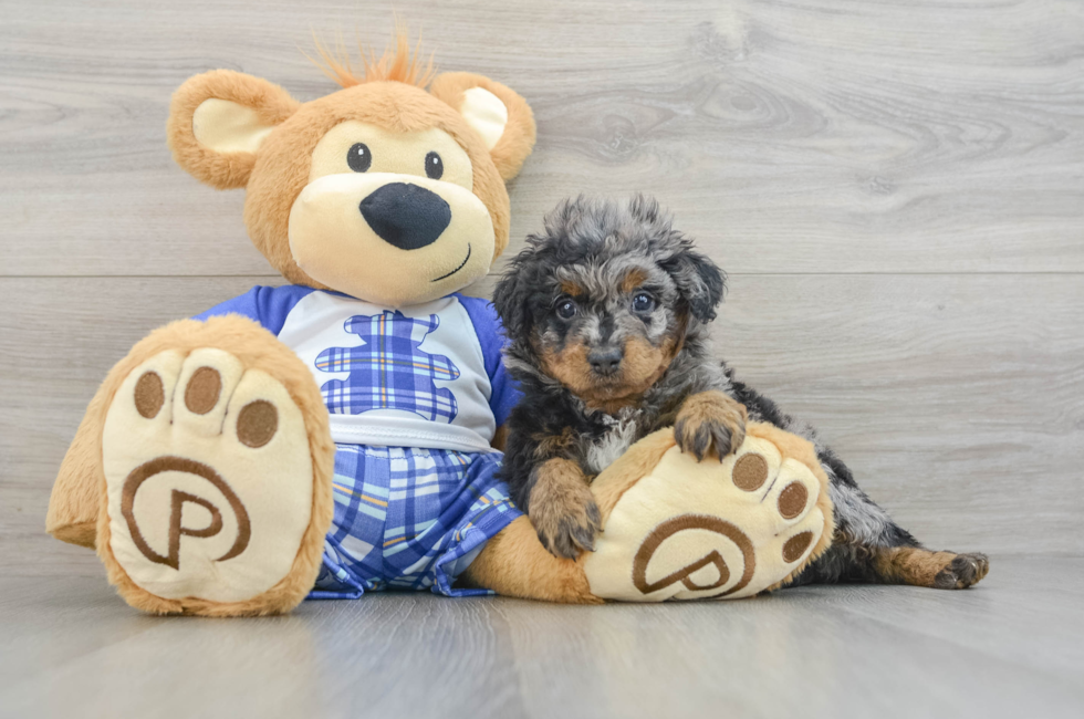 5 week old Mini Bernedoodle Puppy For Sale - Premier Pups