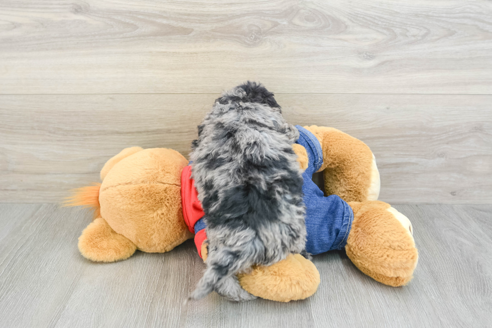 Happy Mini Bernedoodle Baby