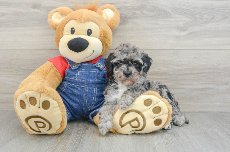 5 week old Mini Bernedoodle Puppy For Sale - Premier Pups