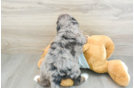 Mini Bernedoodle Pup Being Cute