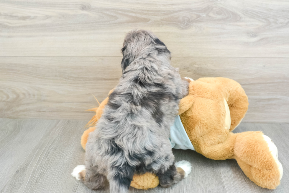 Mini Bernedoodle Pup Being Cute