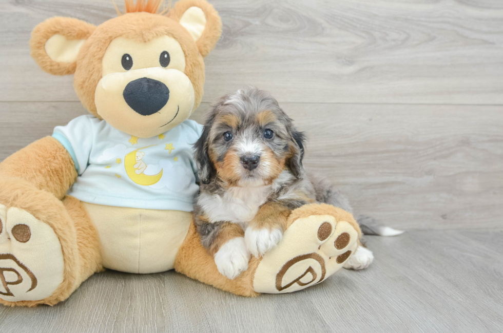 5 week old Mini Bernedoodle Puppy For Sale - Premier Pups