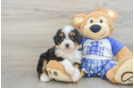 Playful Mini Bernesepoo Poodle Mix Puppy