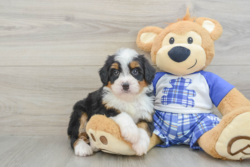 Playful Mini Bernesepoo Poodle Mix Puppy