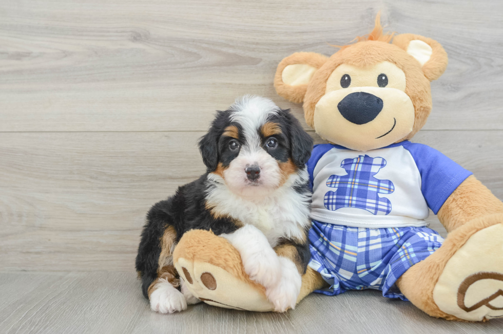 5 week old Mini Bernedoodle Puppy For Sale - Premier Pups